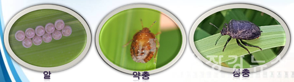 벼 먹노린재