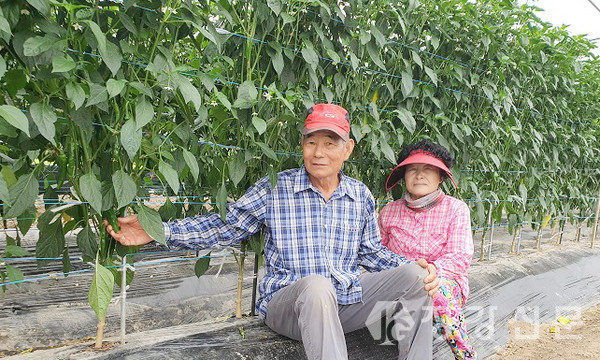 강진읍 서산리 발산마을에서 6년째 바루를 사용해 고추, 딸기 농사를 짓고 있는 이강식(75), 최명숙(70)씨 부부