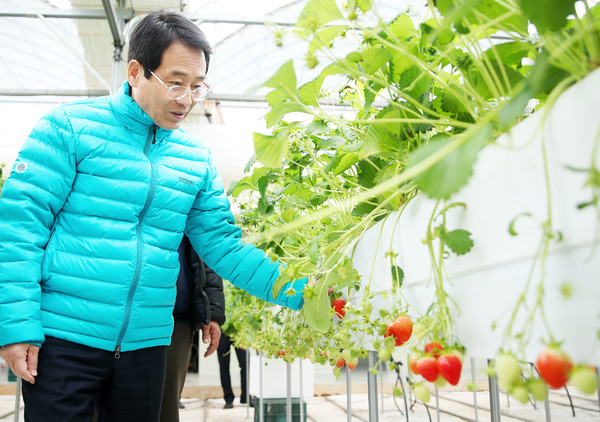 강진원 강진군수 딸기재배농가 방문