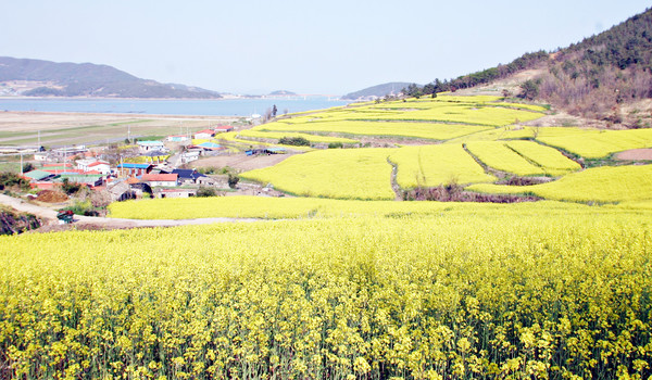 장흥 회진면 선학동 마을 유채꽃