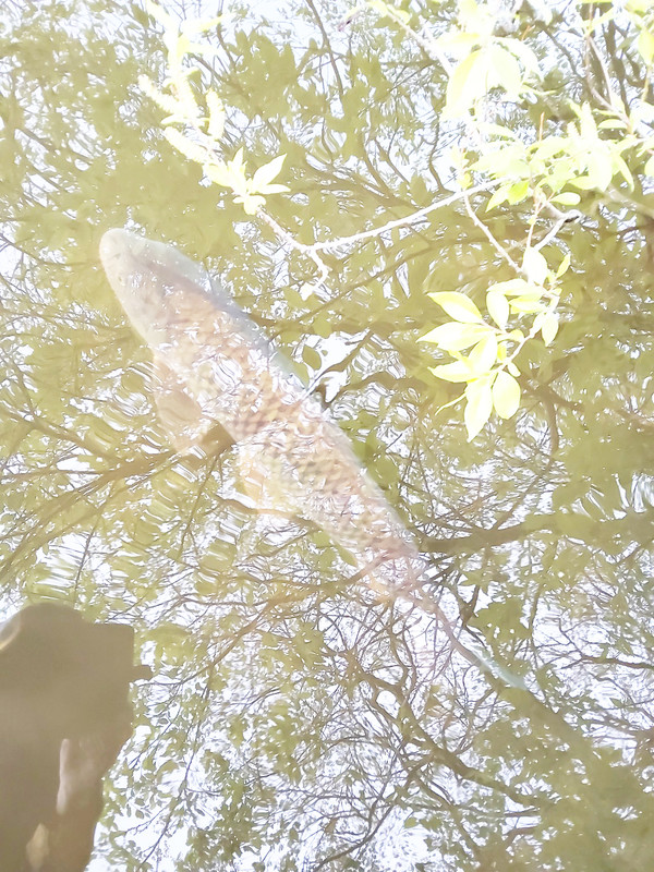 잉어(주산지)