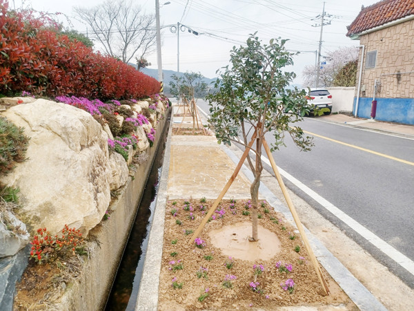 애기동백(종합운동장길)