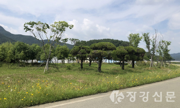 도암나무은행