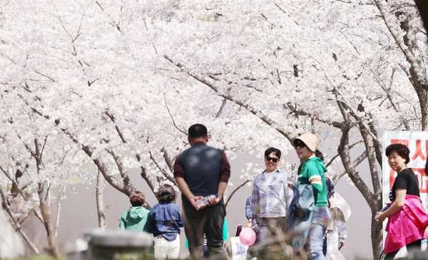 금곡사 벚꽃축제